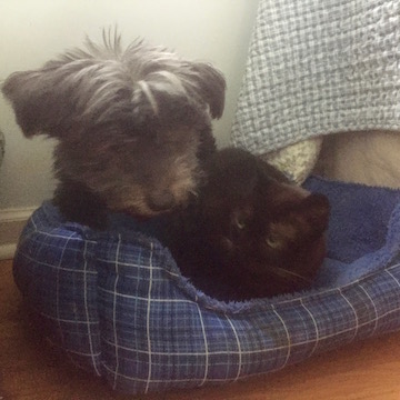 A little black dog cuddles up with a little black cat.